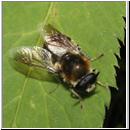 Stratiomys longicornis - Waffenfliege m02.jpg